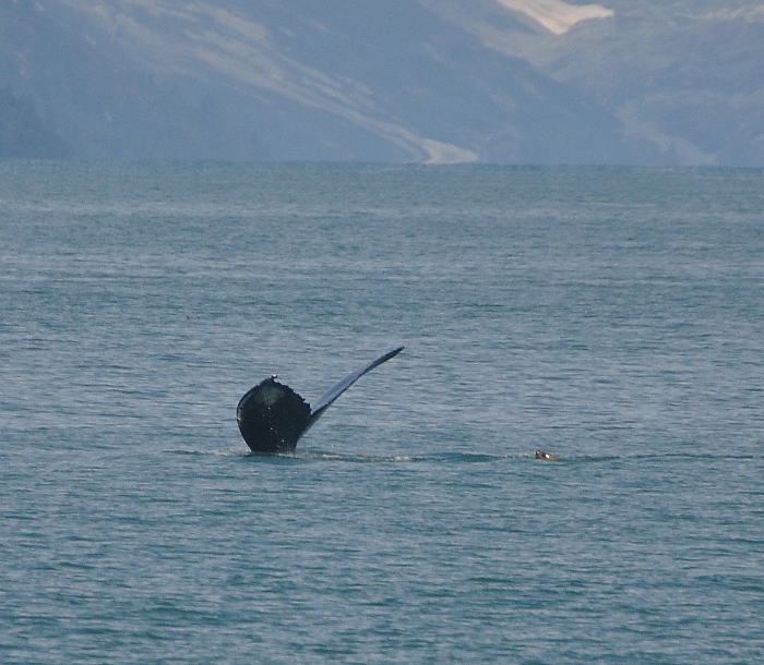 whale tail